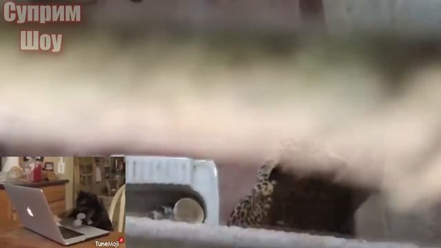 ЛЕОПАРД ПРОТИВ СОБАК! Леопард атакует собак Леопард в деле ЧАСТЬ 4 смотреть онлайн