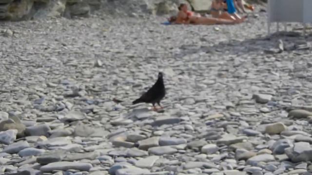 Геленджик, галечный пляж на Толстом мысе. / Gelendzhik, gravel beach on a Thick Cape. смотреть онлайн