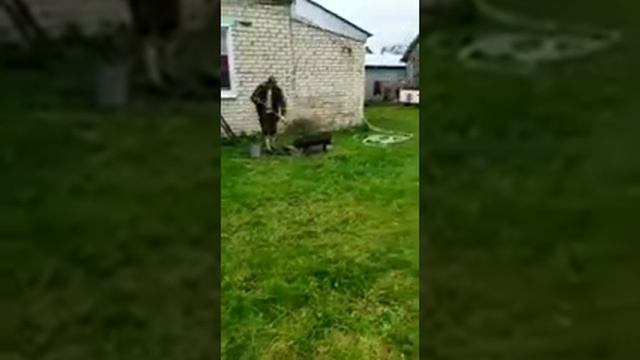 полем картошку и занимаемся разными делами в деревне смотреть онлайн