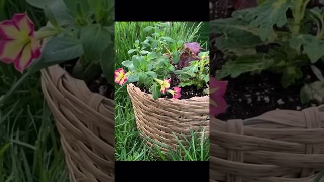Делаю композицию для дачи в ротанговом кашпо из петунии и колеусов?? смотреть онлайн