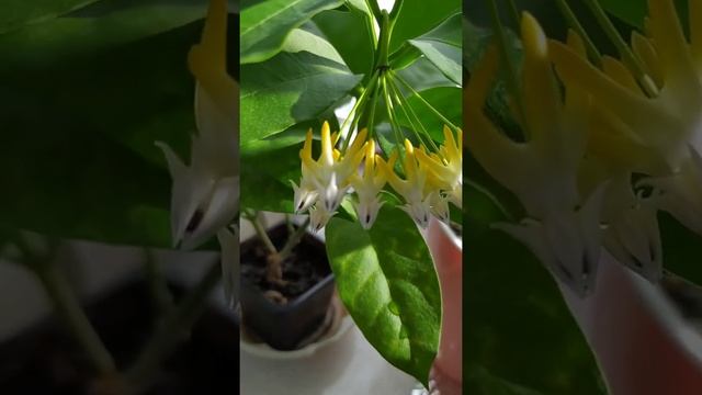Хойя мультифлора. Первое цветение #shorts смотреть онлайн