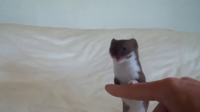 Ласка домашняя играет | Домашние питомцы | Самый быстрый зверек. смотреть онлайн