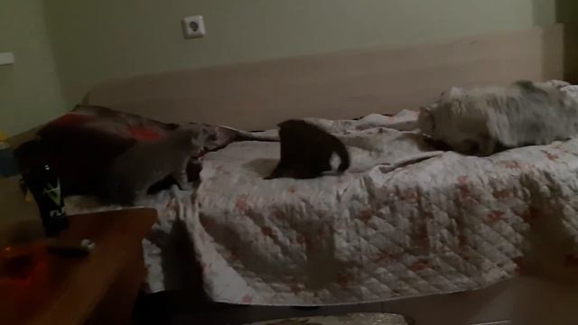 Шотландские котята смотреть онлайн