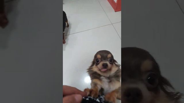 Maldita na Chihuahua... 1 year & 4 months old. 1.8kg. Tiny Chihuahua. смотреть онлайн