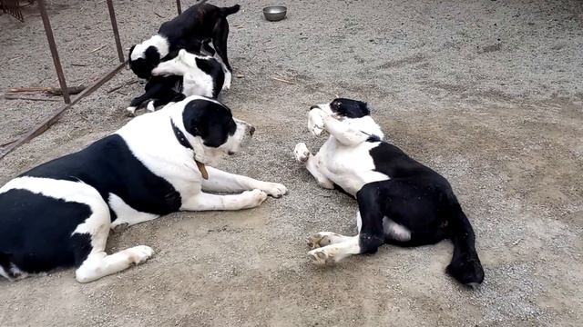 Бугай Алабай. Почему я водовоз. смотреть онлайн