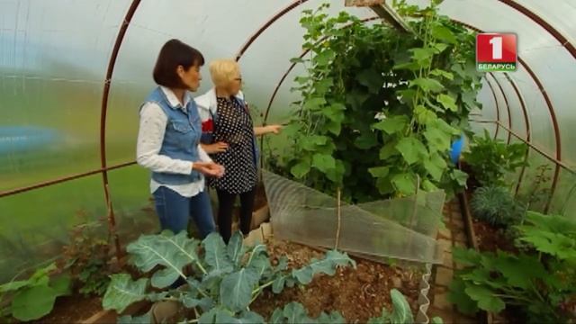 Секреты отличного урожая малины. Дача смотреть онлайн