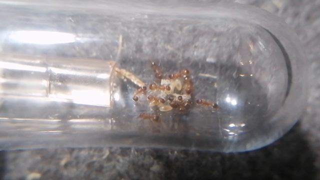 переселение Temnothorax Unifasciatus 2 часть
