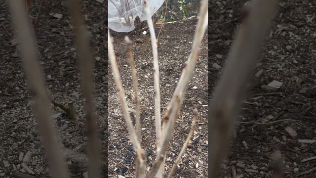 PLANTING BLACK 🖤AND RED ❤️CURRANTS🏡COMPLETE GROWING GUIDE🙌 смотреть онлайн