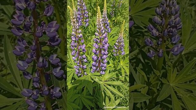 Где брать силы, на природе, в лесу смотреть онлайн