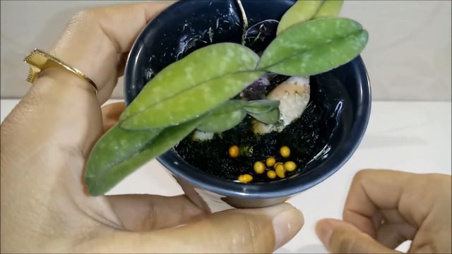 PAPHIOPEDILUM BELLATULUM & SCHOENORCHIS, ALGUMAS DAS MINHAS MINI E MICRO ORQUÍDEAS. смотреть онлайн