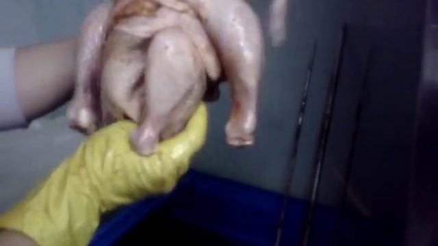 Курица рожает цыпленку смотреть онлайн