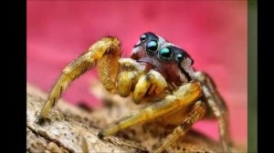 #ПАУЧОК#БОРОДАТЫЙ#СТАРИЧОК#ДЕТСКАЯ#ПЕСНЯ#