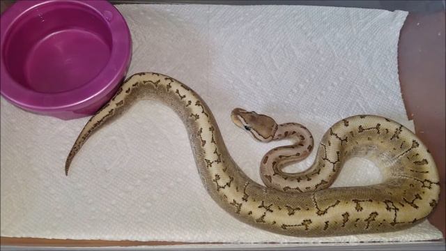 New Pickup from Taylor Reptile Show (Bamboo Pinstripe) смотреть онлайн