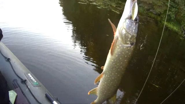 Крупная щука в сентябре.Вертушка сделала рыбалку. смотреть онлайн