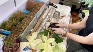 Как сделать тотем(опору) для растений. Состав моего грунта👌