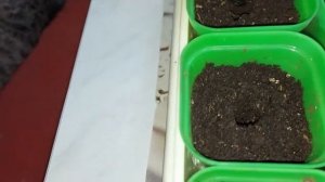 Посев томатов на рассаду. Пикировка перцев и баклажан.