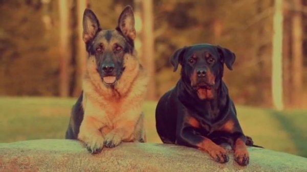 Rottweiler Characteristics And Facts - Rottweiler Life