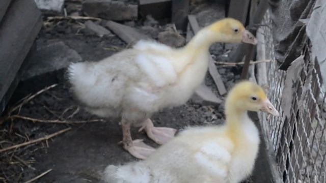 Приколы с маленькими гусятами смотреть онлайн