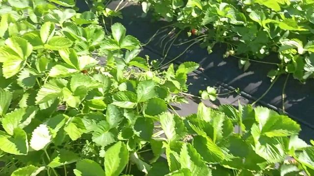 Клубника сорт Ароза