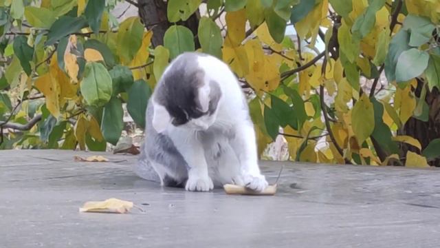 кошка играет с листом. Мы нашли ей хозяйку. https://t.me/honeyholds смотреть онлайн