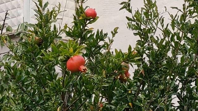 Вкусный день) Пообедали в "Чарочке у Кумы". Замечательный ужин! смотреть онлайн