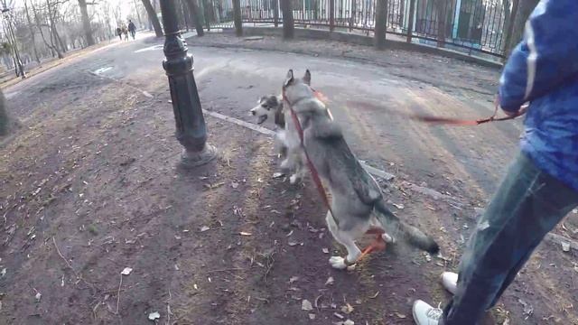 Собаки. Маламут щенок Майк и взрослая Хаски играют в парке смотреть онлайн