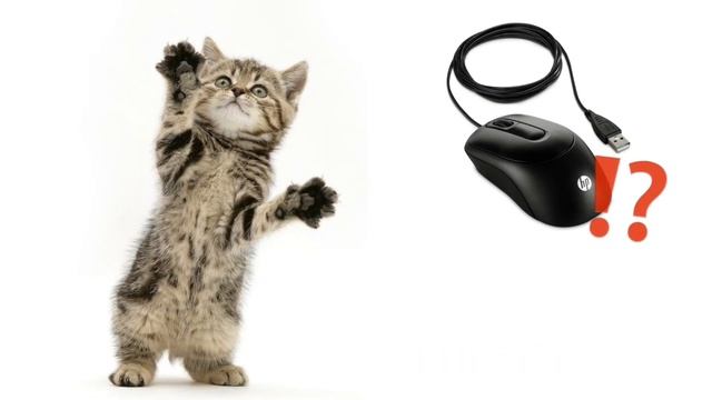 |Почему котикам компьютеры не нравятся..| смотреть онлайн
