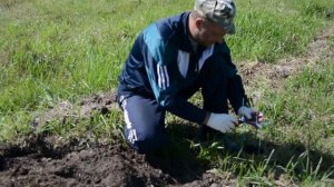 Выращиваем яблоню из косточки - Посадка яблони выращеной из косточки