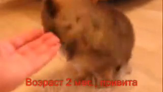 девочка шпиц соболь смотреть онлайн