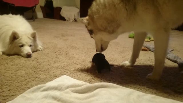 A husky with his baby chihuahua brother смотреть онлайн