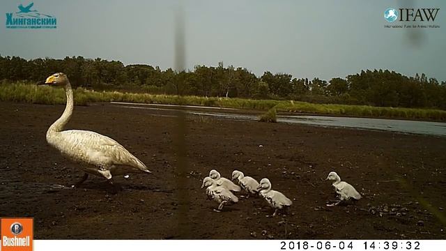 Нелетный выводок лебедя-кликуна на озере Лебединое смотреть онлайн