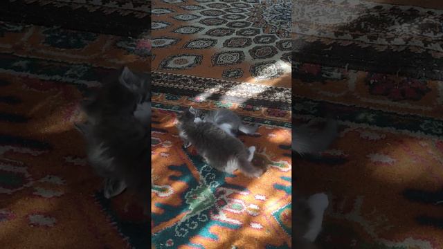 ОТДАМ КОТЯТ В ДОБРЫЕ РУКИ смотреть онлайн