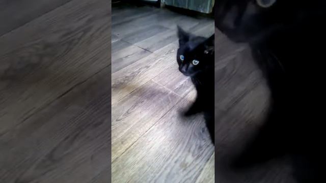 Перелом спины! Отказ задних конечностей! смотреть онлайн