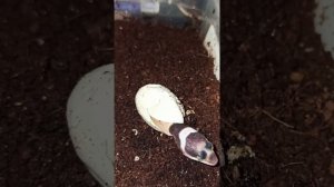 Как вылупляется эублефар!