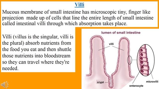 Digestive System In Urdu || Gastrointestinal System Anatomy And Physiology In Hindi смотреть онлайн
