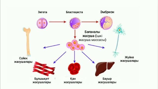 Бағаналы жасушалардың түрлері: эмбрионалды және соматикалық