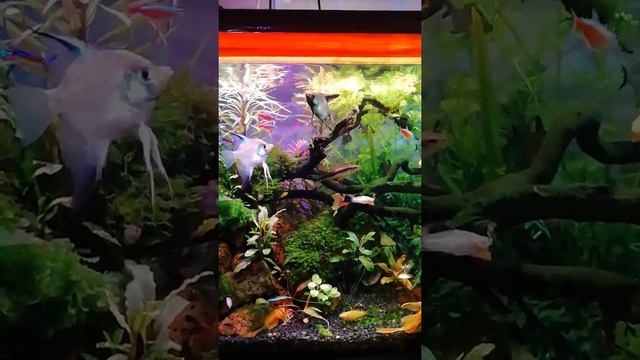 брачные игры смотреть онлайн