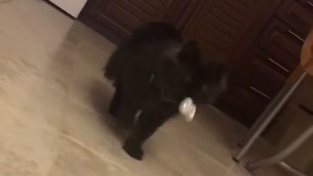 MY CHANTILLY TIFFANY CAT смотреть онлайн