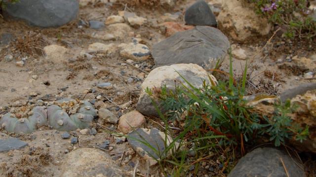 Buildings On Endangered Cacti.