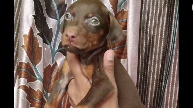 Cash on delivery | Doberman puppies for sale | intelligent dogs | best guard смотреть онлайн