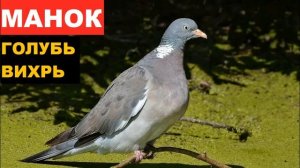 ?ГОЛОС (МАНОК) ГОЛУБЬ ВЯХИРЬ