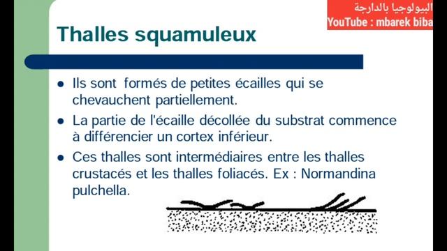 cours biologie végétale : les lichens смотреть онлайн