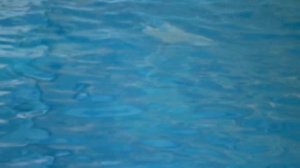 Видео  Морской котик белый