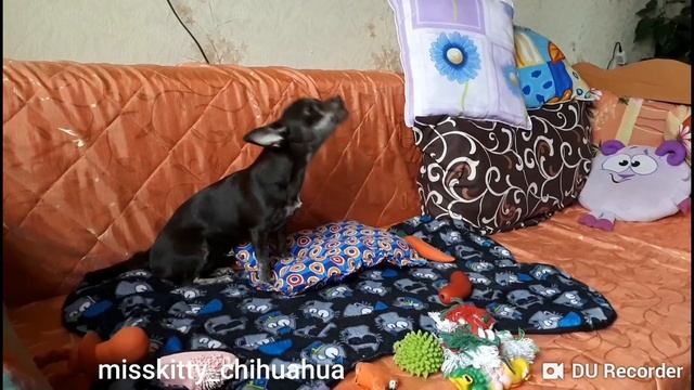 ПОЧЕМУ СОБАКА ВОЕТ? ЧИХУАХУА КИТИ/Why does the DOG howl/chihuahua MissKitty смотреть онлайн