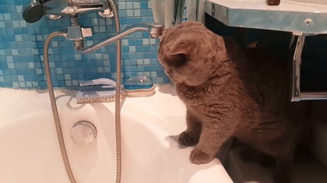 Котенок и вода смотреть онлайн