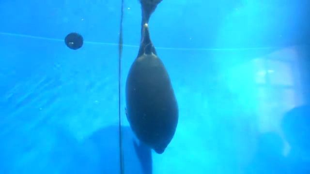 Байкальский музей, Листвянка. (нерпы*2) смотреть онлайн