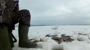 Зимняя рыбалка закрытие сезона2017. бешеный клев окуня. Ямал, Ноябрьск