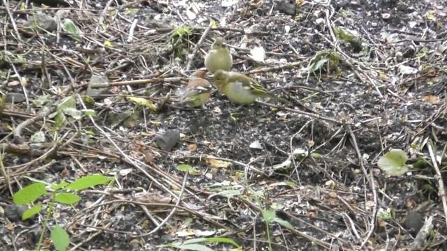 Зяблик кормит своих слётков ( Fringílla coélebs ) смотреть онлайн