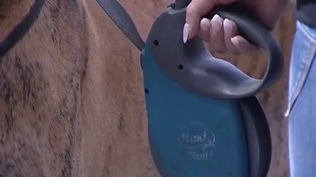 В Череповце собак травят крысиным ядом смотреть онлайн