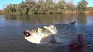 Рыбалка в Астрахани на раскатах 10 дней дикарями. Сколько там рыбы. Ловля судака и жереха.